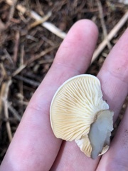 Ampulloclitocybe