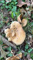 Lactarius alnicola