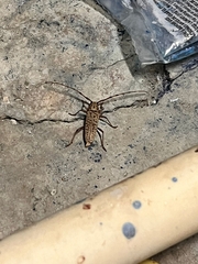 Elaphidion spinicorne