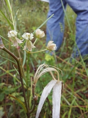 Asclepias