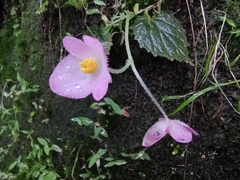 Begonia picta