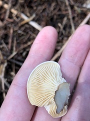 Ampulloclitocybe