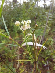 Asclepias