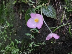 Begonia picta