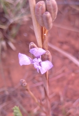Moraea elliotii