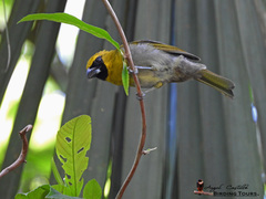 Caryothraustes poliogaster