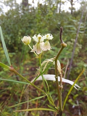 Asclepias