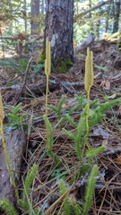 Lycopodium clavatum