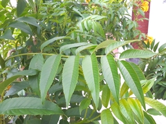 Tecoma stans