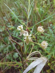 Asclepias