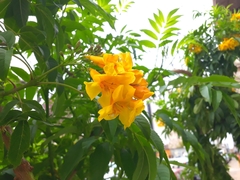 Tecoma stans
