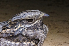 Caprimulgus europaeus