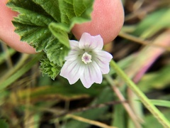 Malva