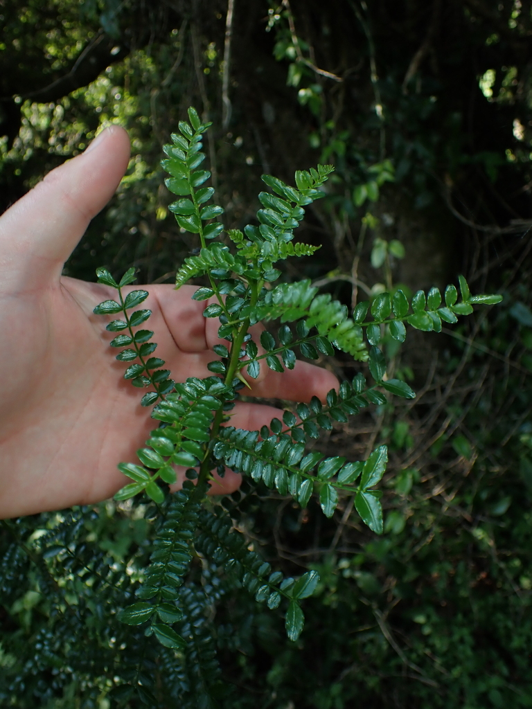 Small knobwood