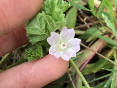 Malva