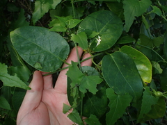 Vincetoxicum cordatum