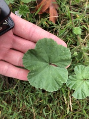 Malva