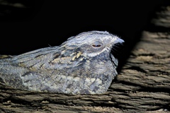 Caprimulgus europaeus
