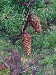 Pinus virginiana