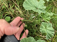 Malva