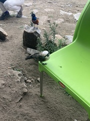 Eurocephalus ruppelli