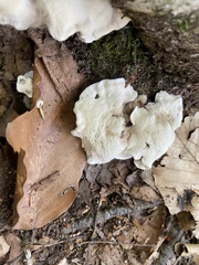 Entoloma abortivum