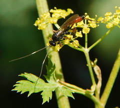 Agrothereutina