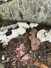 Entoloma abortivum