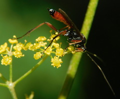 Agrothereutina