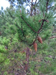 Pinus virginiana
