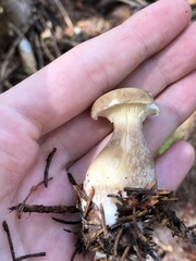 Ampulloclitocybe