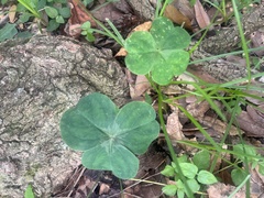 Oxalis debilis