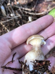 Ampulloclitocybe