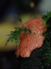 Hypocreaceae