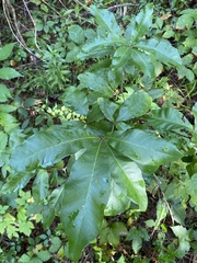 Quercus imbricaria