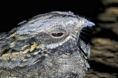 Caprimulgus europaeus