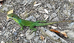 Anolis apollinaris