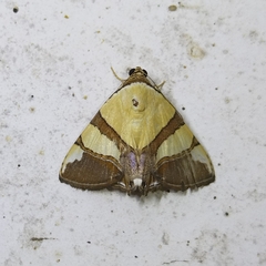 Eulepidotis julianata