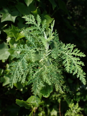 Artemisia afra