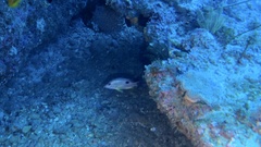 Lutjanus russellii