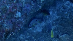 Lutjanus russellii