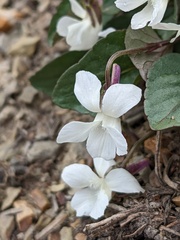 Viola canadensis scopulorum