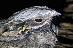 Caprimulgus europaeus