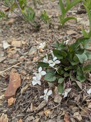 Viola canadensis scopulorum