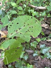 Collinsonia canadensis