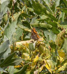 Polygonia gracilis