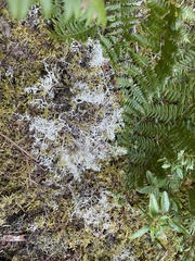 Cladonia arbuscula