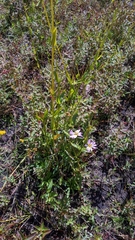 Sabatia kennedyana