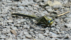 Arigomphus cornutus