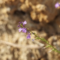 Lobelia urens